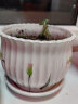 泰西丝茉莉花苗盆栽花卉植物室内绿植花卉  8-12颗茉莉 +中号草花陶瓷盆 实拍图