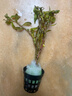 云峰海瑞水草活体懒人草鱼缸造景活体水草套餐鱼缸水草有茎类中后景真水草 【好养易活】红雨伞（5只一组） 实拍图