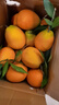 渝奉顺丰正宗重庆奉节脐橙薄皮大果现摘孕妇水果新鲜当季10斤20甜橙子 【大果80-85】纽荷尔/推荐款 带箱子10斤 实拍图