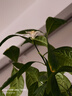 苏菲裸感S贵族棉纯棉日夜用卫生巾29cm10片 透气低敏姨妈巾京东自营 实拍图