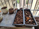 尚洋霍伦种菜花盆大号(黑色)家庭育苗神器塑料盆室内阳台植物种植箱 实拍图