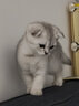 恩倍多猫咪驱虫药猫用体内外驱虫成猫幼猫体内除蛔虫线虫去跳蚤虱子 【内外同驱】体外驱虫3支+体内驱虫4片 实拍图