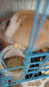 布卡星 兔子磨牙草饼10块装小宠零食提摩西草饼磨牙美味营养食物垂耳兔 实拍图