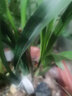 华香园绿植花卉兰花苗浓香墨兰【金华山】办公室内盆栽盆景耐阴植物多肉 金华山3苗 带花苞 裸根发货 实拍图