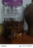 宸沐加厚无铅泡酒容器玻璃瓶密封罐加厚腌菜酿酒龙头食品级玻璃罐 5升(装水约10斤)无龙头+酒提 实拍图