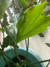 惜林园春羽盆栽室内花卉水养水生绿植好养办公室观叶植物 春羽3株（大）（高45-50） 不含盆 实拍图