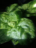 尚洋纯草木灰2.5kg天然有机肥花肥料盆栽花卉植物果蔬通用种植营养土 实拍图