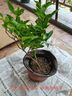 莺歌燕舞茉莉花盆栽带花苞室内花卉观花植物四季好养开花香水茉莉非洲茉莉 实拍图