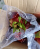 京鲜生越南进口红心火龙果 2个装 巨无霸果 单果600-700g 生鲜水果 实拍图