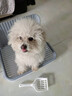 HELLOJOY狗狗厕所中小型犬防踩屎尿盆宠物用品小狗狗砂盆拉屎便盆专用大号 实拍图