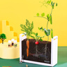 弥鹿（MiDeer）阳光房种植玩具小盆栽儿童小学生幼儿园植物观察窗六一儿童节礼物 【经典款】植物冲冲冲 实拍图