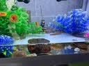 长锐侧滤鱼缸桌面办公室免换水生态水草超白水族箱 K500加热版【长51 宽22 高33】 实拍图