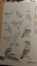 白描画谱《禽鸟篇》中国工笔技法画册集书籍入门初自学者零基础教程材成人手绘临摹勾线名家底稿图大全美术绘画 实拍图