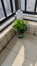 双盟绿萝盆栽除甲醛花卉绿植办公室新房净化空气 120款10盆源头直发 实拍图