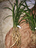 玫绚兰花 春兰宋梅 假一赔十盆栽花卉 西施 一颗6苗连体 裸根 带土一包200克 实拍图