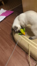 乐优派仿真小鸟逗猫发声玩具自嗨解闷逗猫棒宠物玩具猫咪用品 叫叫鸟 实拍图