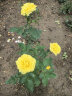 墨一藤本月季爬墙玫瑰蔷薇花苗庭院四季开花 蜂蜜焦糖 1.5-1.6M 实拍图