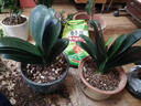 种花迷君子兰盆栽老苗带花苞四季好养多肉花卉绿植物室内圆头和尚大小苗 带土包成活精品圆头8-10片叶子 不含盆 实拍图