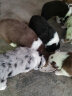 麦富迪狗粮藻趣儿2kg奶糕幼犬中大型小型犬通用（螺旋藻）金毛泰迪柯基 实拍图