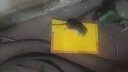 加品惠粘鼠板强力加厚灭鼠商用家用黏鼠贴小超人抓捉捕老鼠贴5片QC-2446 实拍图