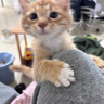 皇家宠物猫粮 幼猫猫粮K36-适用于12月龄50g*3 实拍图