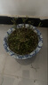 清香胡椒木绿植5年大苗四季长青会发出清香的植物清香木防蚊虫驱蚊草花卉室内客厅办公室桌面绿植不含盆 三年苗 实拍图