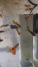 森森 小鲤过滤器XQP-500F款6W 适合长60cm内鱼缸 内置过滤棉气量可调  实拍图