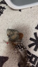 贵为（GiGwi）小鸟发声逗猫玩具小猫咪幼猫自嗨解闷神器磨牙耐咬宠物玩具逗猫棒 实拍图
