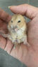 double yellow宠物仓鼠活物小仓鼠幼崽活体仓鼠宝宝金丝熊 布丁1只 可备注公母 实拍图