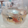 共度（Gong Du）玻璃鱼缸球形圆形缸生态草缸乌龟缸居家创意桌面水族箱观赏金鱼缸 大号裸缸 直径30cm 口径22cm 高度14cm 实拍图