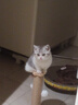 珍佑宠猫抓板猫爬架一体耐磨不掉屑剑麻抓柱耐抓逗猫棒自嗨解闷猫咪玩具 实拍图