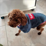 阿莫尔小狗狗衣服秋冬款泰迪比熊博美小型犬幼犬猫咪衣服宠物针织毛衣 Saturday（蓝色） L 具体参考背长胸围 实拍图