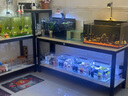 FISH BABY鱼缸过滤材料十五合一净水龟缸套装细菌环活性炭玻璃火山珊瑚石 火山岩500克 实拍图