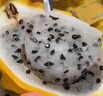 京鲜生 红宝石莲雾 净重2斤装7-10个 单果100g+生鲜水果源头直发包邮 实拍图