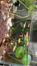 森森（SUNSUN）鱼缸水族箱超白玻璃水草缸造景桌面缸 超白350裸缸(35*21*25cm) 实拍图