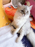 佳朔金渐层活体宠物猫咪幼猫纯种英短全程辅助养猫签订合同双重保障 宠物级 英短银渐层 实拍图