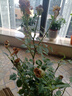 墨一灌木月季花苗特大花盆栽蔷薇四季开花 铃之妖精 40cm 源头直发 实拍图