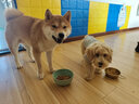 喜宝狗粮成犬幼犬通用型20斤装大中小型泰迪金毛柯基柴犬边牧阿拉斯加 鸡肉+三文鱼+鸡肝/成幼通用20斤 全犬种 实拍图