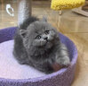 涴喵 苏氏纯种英短幼猫短毛猫大脸猫宠物猫咪活体辅助喂养 宠物级 【蓝猫】 实拍图
