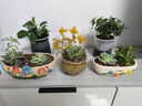 花盆绿植盆栽大口径拼盘多肉陶瓷素烧透气粗陶桌面绿植手绘小花盆 JB五彩蘑菇拼盘组合2个 【看图标注】 实拍图