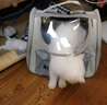 启萌先生猫包外出大号宠物包太空舱猫咪背包便携包猫狗双肩包书包航空箱 米灰【meow双肩包】（8斤内） 已商品后面斤数为准 实拍图