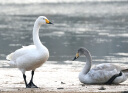 适马（SIGMA）100-400mm F5-6.3 DG DN OS｜Contemporary 全画幅无反 微单 长焦镜头（索尼卡口） 实拍图