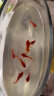 桑岛鱼食金鱼饲料小型鱼粮500g热带鱼金鱼观赏鱼饲料通用型1mm 晒单实拍图