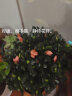 【莎之槿园艺】杜鹃花苗盆栽带花苞四季开花不断室内观花卉绿植植物老桩大棵好养 西玛杜鹃花+简易盆(带花苞) 含盆 实拍图