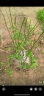 特大果高产蓝莓苗带土发货蓝莓树苗南方北方种植盆栽地栽当年结果 7年苗（当年结果多多） 40cm(含)-50cm(不含) 实拍图