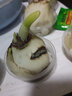 水仙花种球室内阳台水培水养水仙室外盆栽花卉冬天种耐寒植物种子 水仙花种球【2颗】+营养液 实拍图
