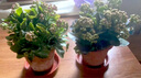 掬涵红陶小花盆多肉绿植盆花器特大号粗陶陶土透气泥瓦培栽盆种植花器 B款中号1个（16*13cm） 实拍图