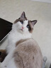 俊宝俊喵麦芽化毛膏猫咪化毛球膏剂俊喵营养补充剂 德国原装进口 化毛膏 200g*1支 实拍图