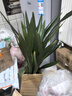 金钱树盆栽客厅大花盆旺宅树办公室内大型好养绿植物乔迁摇钱串子 金钱树【10-15株】70-80cm原土盆 实拍图