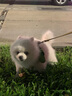力狼狗粮 全价成犬粮 博美泰迪金毛阿拉斯加边牧大中小犬型粮 【肉粒双拼】通用型犬粮15kg 实拍图